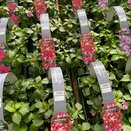 Impatiens Busy Lizzie Star Mix 6 pack