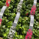 Impatiens Busy Lizzie White 6 pack