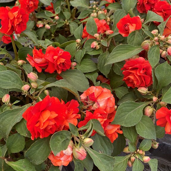 Impatiens Glimmer Bright Red