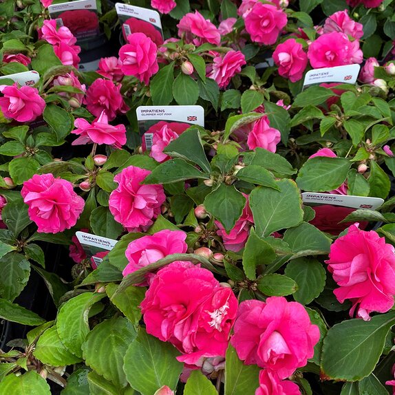 Impatiens Glimmer Hot Pink