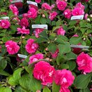 Impatiens Glimmer Hot Pink