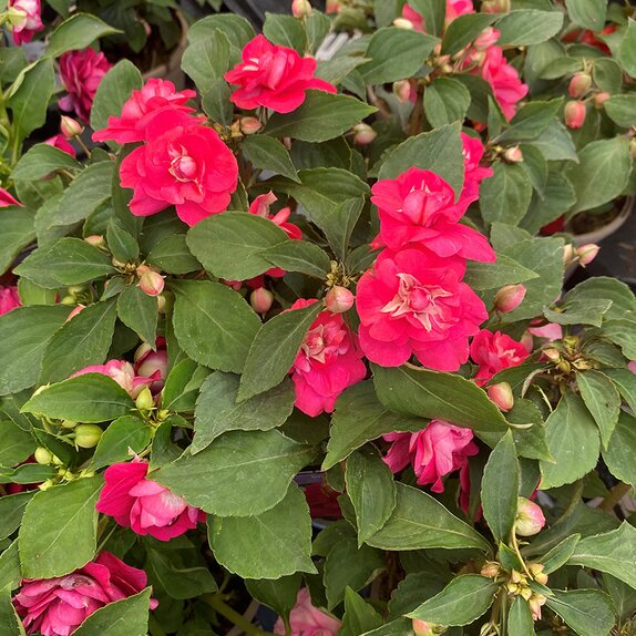 Impatiens Glimmer Hot Pink