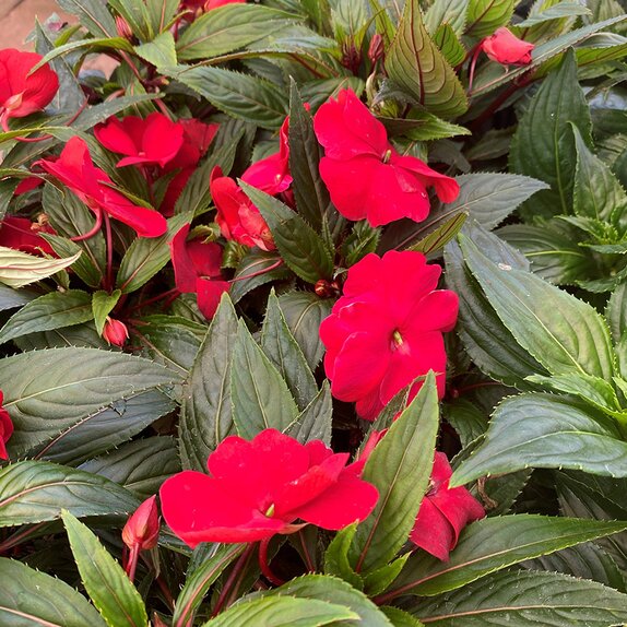 Impatiens New Guinea Dark Red