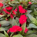 Impatiens New Guinea Dark Red