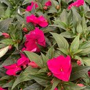 Impatiens New Guinea Deep Purple