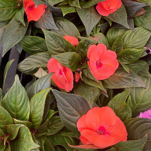 Impatiens New Guinea Deep Salmon