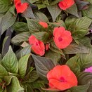 Impatiens New Guinea Deep Salmon