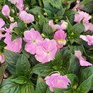 Impatiens New Guinea Light Lavender