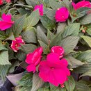 Impatiens New Guinea Lilac