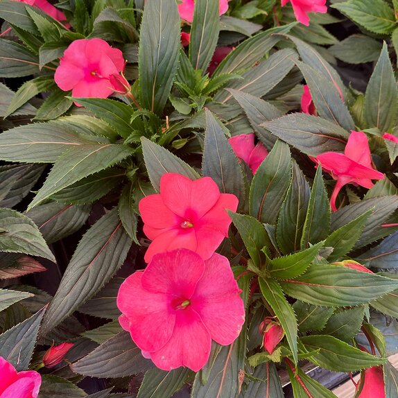 Impatiens New Guinea Pink