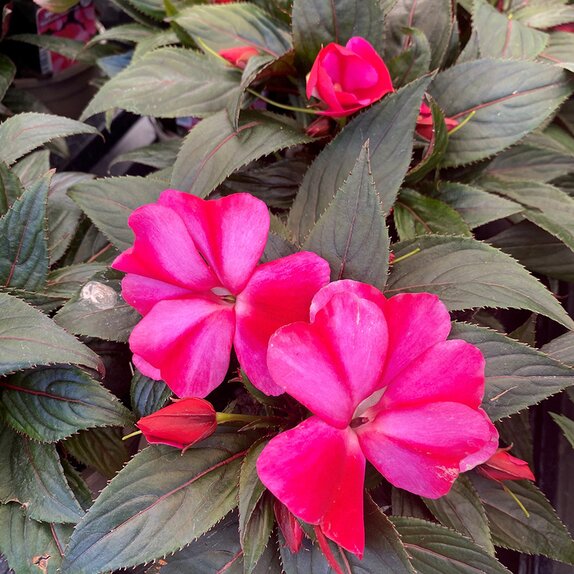 Impatiens New Guinea Sweet Purple