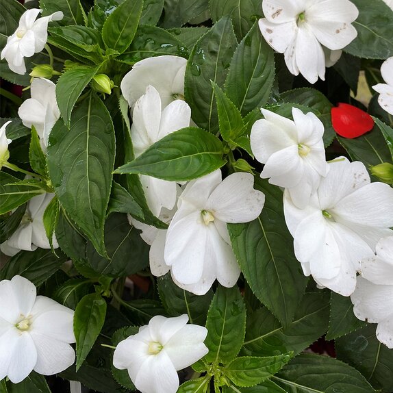 Impatiens New Guinea White