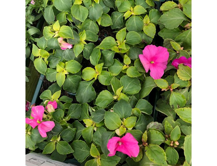 Impatiens Pink 6 pack