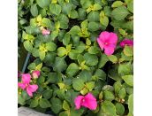Impatiens Pink 6 pack