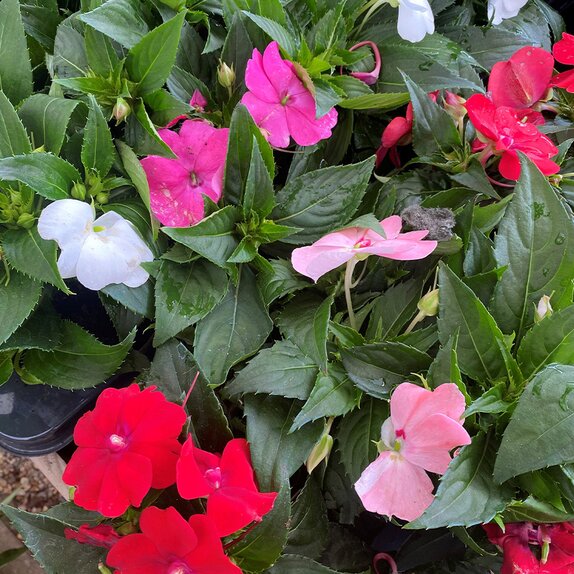 Impatiens Sunpatiens Mix 1 Litre Pot