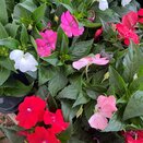 Impatiens Sunpatiens Mix 1 Litre Pot