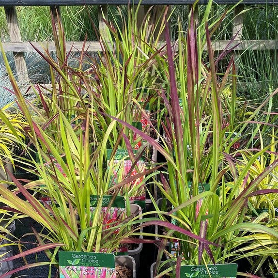 Imperata cylindrica 'Red Baron'