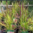 Imperata cylindrica 'Red Baron'