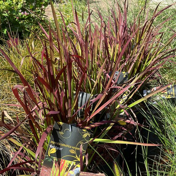 Imperata cylindrica var.koenig. 'Red Baron'