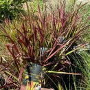 Imperata cylindrica var.koenig. 'Red Baron'