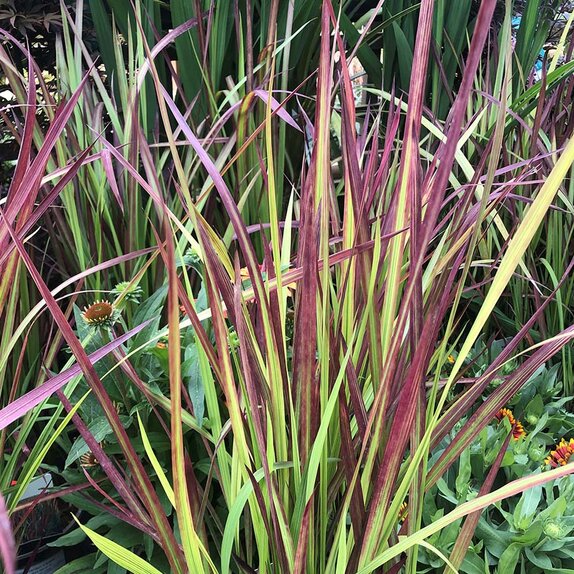 Imperata Red Baron