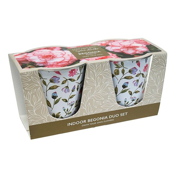 Indoor Begonia Duo Set