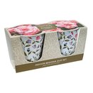 Indoor Begonia Duo Set