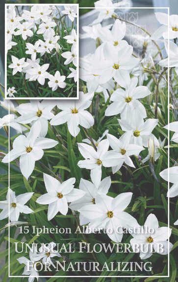 Ipheion Alberto Castillo®