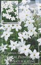 Ipheion Alberto Castillo®