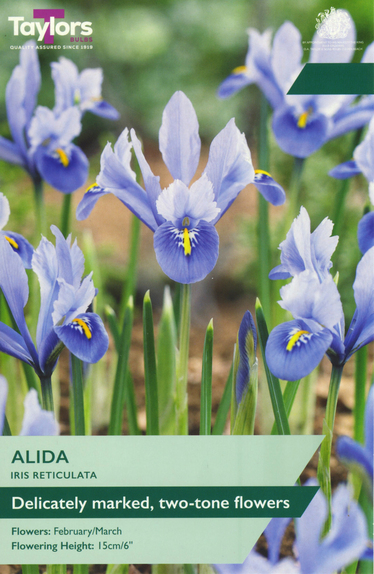 Iris - Alida (Reticulata)