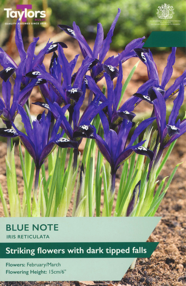 Iris - Blue Note (Reticulata)