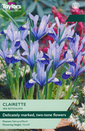 Iris - Clairette (Reticulata) 