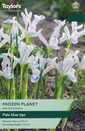 Iris - Frozen Planet (Reticulata)
