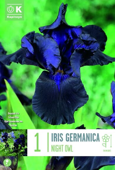 Iris germanica Night Owl