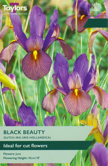 Iris Hollandica - Black Beauty