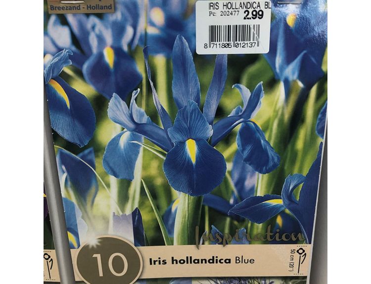Iris Hollandica Blue