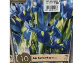 Iris Hollandica Blue