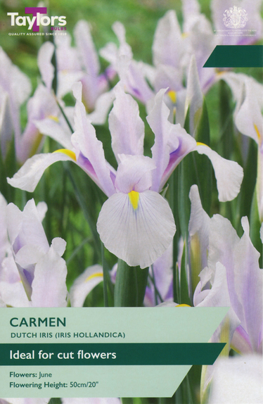Iris Hollandica - Carmen