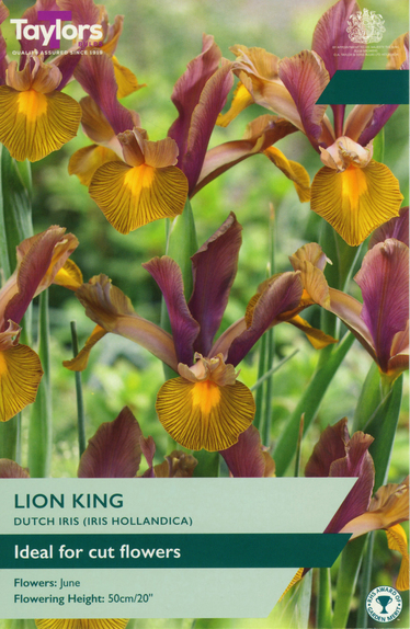 Iris Hollandica - Lion King