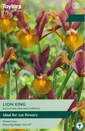 Iris Hollandica - Lion King