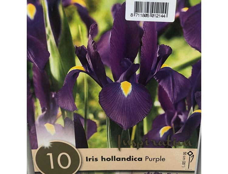 Iris Hollandica Purple