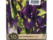 Iris Hollandica Purple
