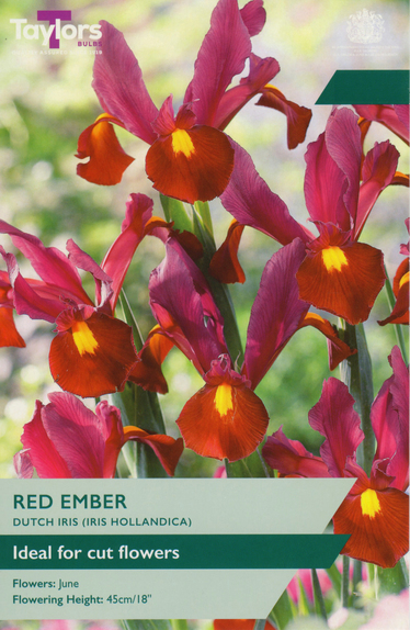 Iris Hollandica - Red Ember