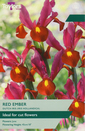 Iris Hollandica - Red Ember