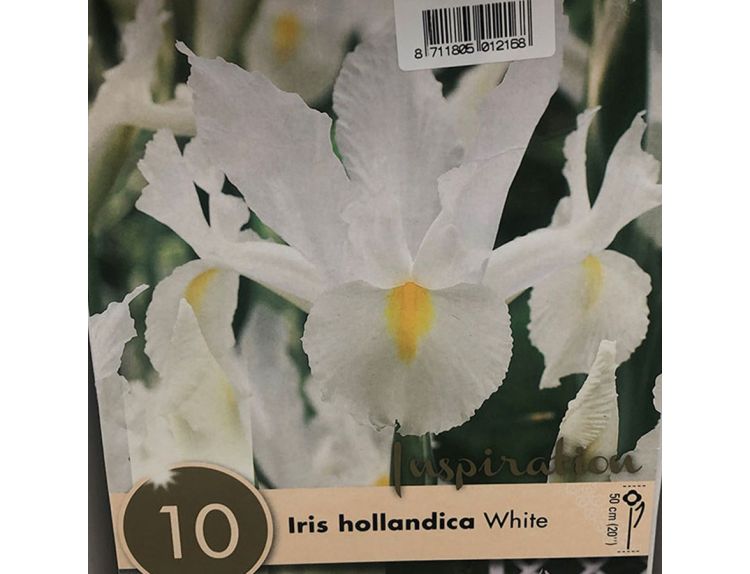 Iris Hollandica White
