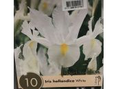 Iris Hollandica White
