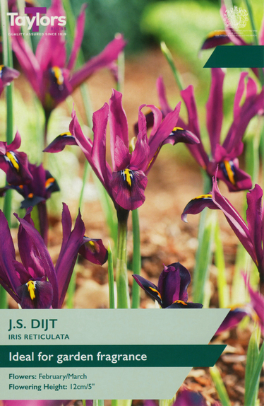 Iris - J S Dijt Dwarf (Reticulata) 