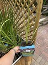 Iris Kaempferi