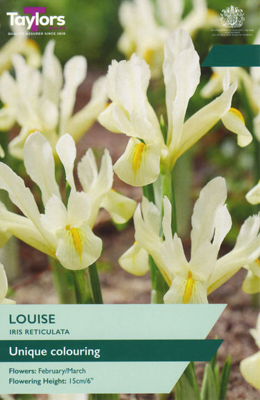 Iris - Louise (Reticulata) 
