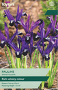 Iris - Pauline (Reticulata) 